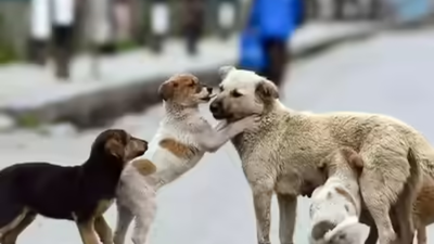 MCD: Institution heads must first prevent entry | India News