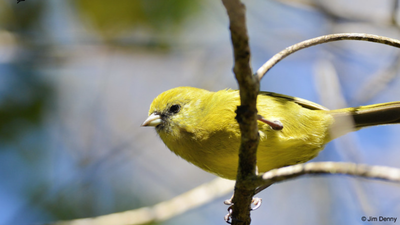 ‘If we don’t break that cycle…’: It’s raining ‘mosquitoes’ over Hawaii — Here’s the reason why