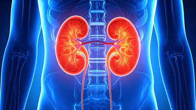 Reverse kidney damage: A breakthrough treatment that may transform kidney treatment |