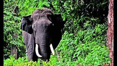 Human-elephant conflict spikes in Jharkhand, 22 people dead in 21 days | Ranchi News