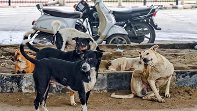 Mass dog killings rattles Telangana: 200 more canines found dead in Hanamkonda; toll rises to 1,100 | India News