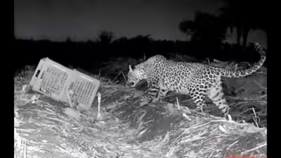 11-year-old boy saves 9-year-old sister from leopard in Sangli | India News