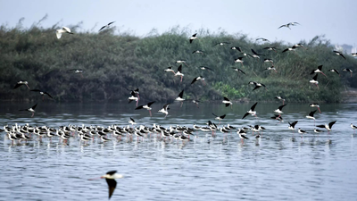 Decline of Himalayan rivers could trigger nuclear war: UK report | India News