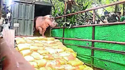 Unable to move, hippo stuck in Kolkata zoo pool for 2 weeks | India News