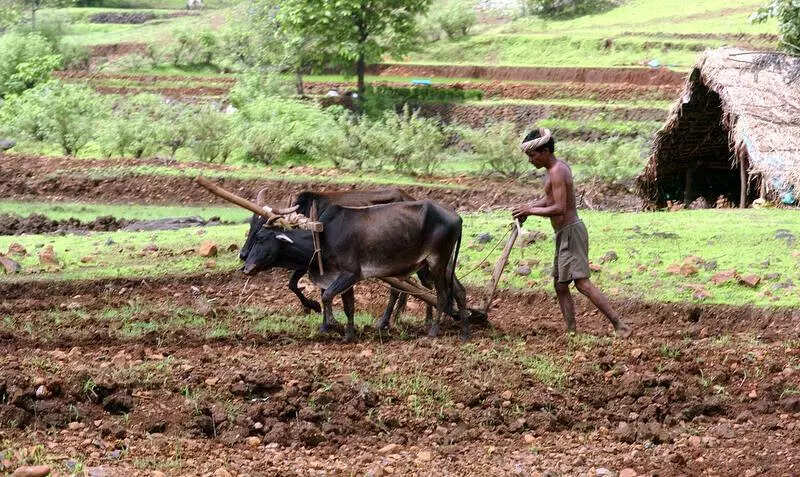 Farmer suicides in Marathwada: 1,129 deaths recorded in 2025, the highest in 5 years; Beed worst hit at 256 | Chhatrapati Sambhajinagar News