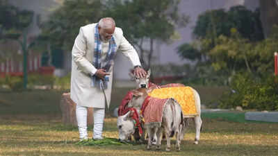 PM Modi’s moment from Makar Sankranti; feeds cows at his residence — watch | India News