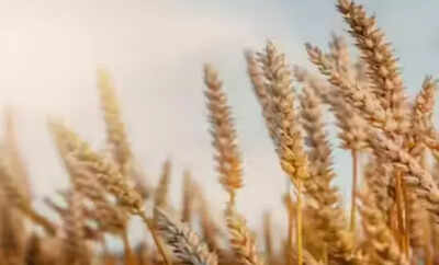Govt likely to consider allowing export of wheat | India News