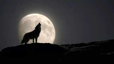 Wolf Supermoon 2026 to light up the skies this weekend: Best time to watch, meaning behind the name and why this year is rare |