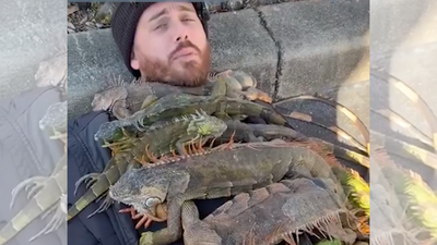 Florida man uses ‘cold-stunned’ iguanas as ‘blankets’ in bizarre viral video