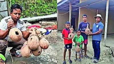 Dodging bullets to save sparrows in strife-torn Manipur | Guwahati News