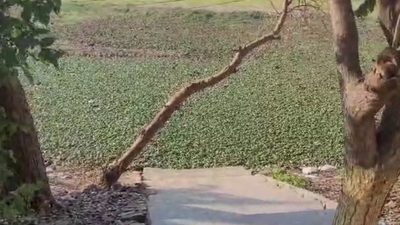 Weeks after Noida techie’s death, 3-year-old falls into pit in Greater Noida, drowns | Noida News