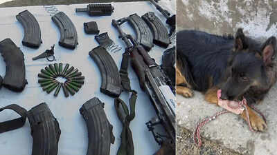 Tyson: Four-legged Army hero who led anti-terror op in J&K despite taking a bullet; With Op Trashi-1, all 7 terrorists eliminated | India News
