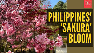 Rare cherry blossoms bloom in Philippines goes viral: Baguio Country Club sees Japan’s iconic sakura after 7 years