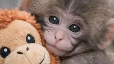 Google explodes with hearts! Meet Punch, the baby monkey taking the internet by storm and how you can join the fun |