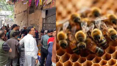 10 minutes of chaos: 65-year-old umpire dies in bee attack during cricket match in Uttar Pradesh | Lucknow News