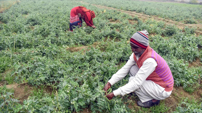 Farmers left empty-handed despite Budget hopes: BKU Charuni | India News