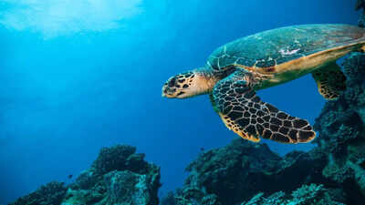 The Indian Ocean is becoming ‘less salty’: Scientists say the consequences could be massive |