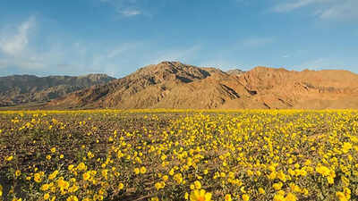 Is the hottest place on Earth blooming? Wildflowers bloom in California’s Death Valley after record winter rains in 2026 | World News