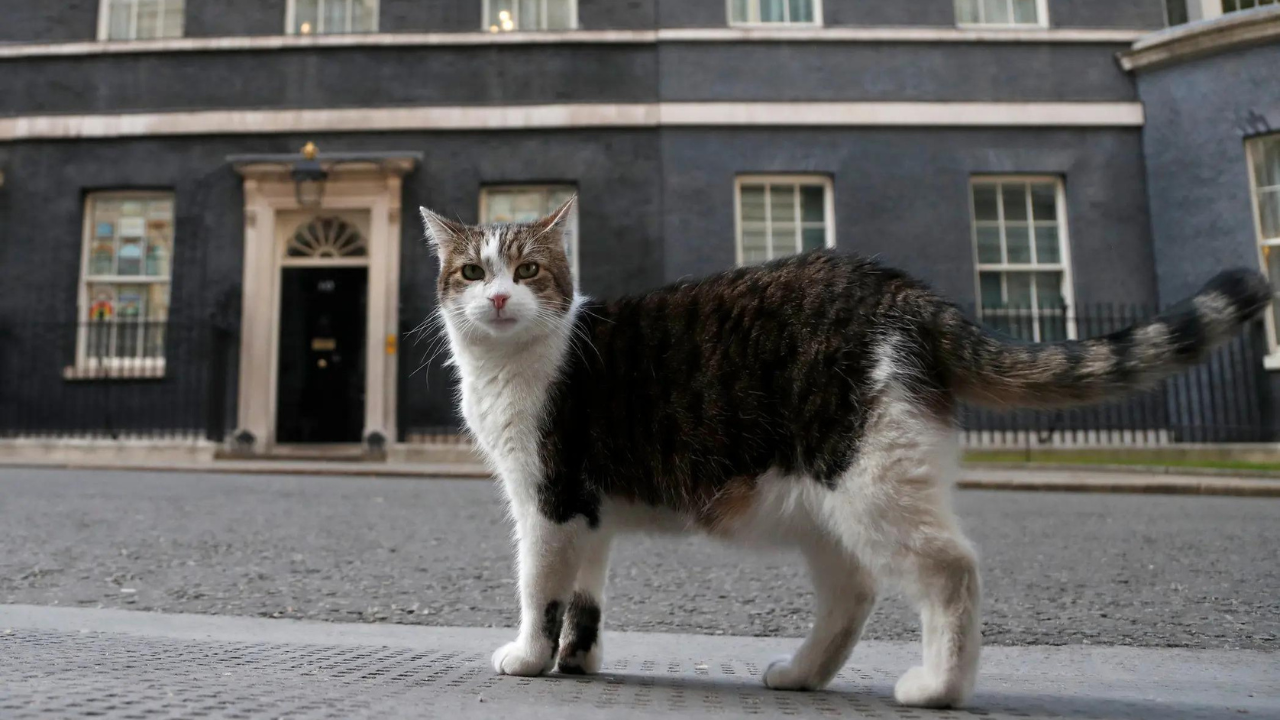 Purr-manent resident: Larry the cat marks 15 years at Downing Street as Britain’s political top cat
