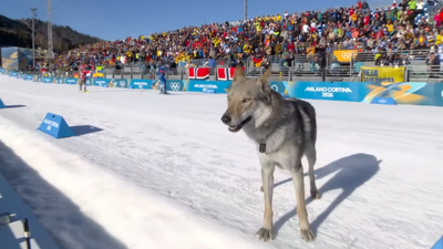 Sit, stay, run: Dog gatecrashes Olympic sprint, crosses finish line – watch