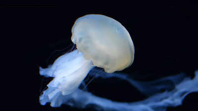 Scientists discover that jellyfish sleep like humans and it may explain the origin of sleep |