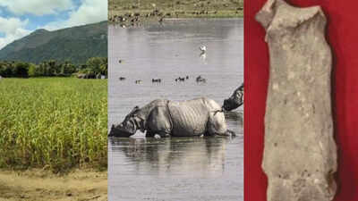 3,500-year-old rhino bone fragments found in Western Ghats rewrite India’s wildlife map | Chennai News