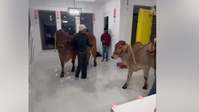 ‘Zero intention of integrating’: Row over Texas family welcoming ‘gau mata’ home for housewarming; Indians say better than alcohol party