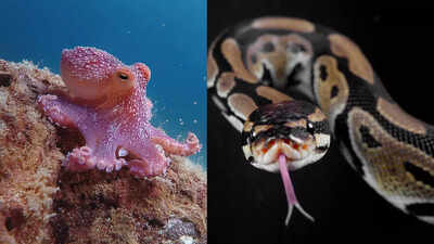 These animals that literally eat their own body parts: From snakes eating tails to octopuses biting arms |