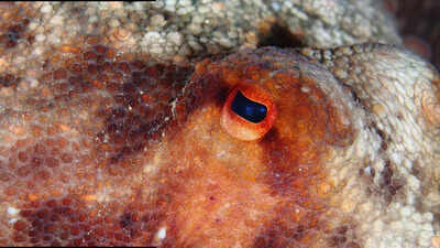 Which species is most likely to take over Earth after humans vanish |