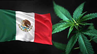 Why Mexico has become a major hub for the global drug trade | World News