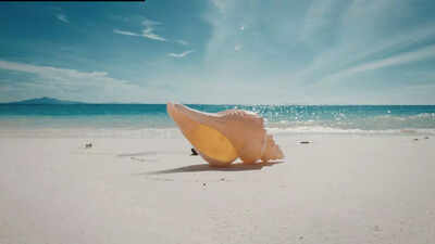 World’s biggest sea snail: The Australian trumpet is nearly the size of a human leg and hunts hidden prey |