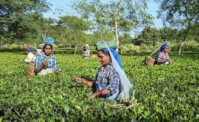 PM Modi to give land deeds to Assam tea workers | India News
