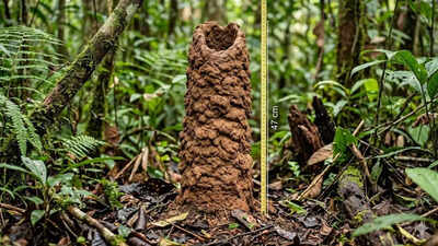 47-centimetre ‘cicada towers’ in the Amazon rainforest act like lungs; scientists crack the mystery using condoms |