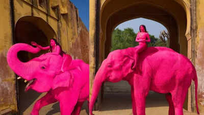 Russian photographer’s ‘pink elephant’ shoot in Jaipur sparks animal safety concern | Jaipur News