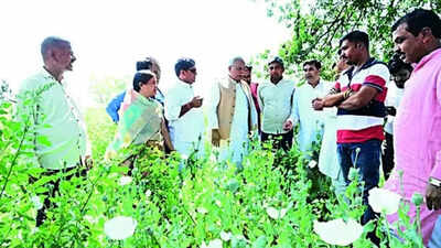 Opium crop found on farmland linked to BJP leader in Chhattisgarh; party suspends him as Congress seeks probe | Raipur News