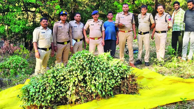 Radio-collared tiger killed as it brought its trackers close to illegal opium field in Madhya Pradesh | Bhopal News
