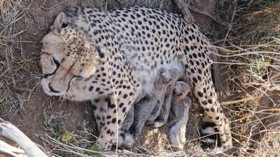 Indian Cheetah Population: Jwala delivers 5 cubs at Kuno National Park; India’s cheetah population rises to 53 | Bhopal News