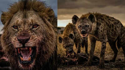 Lions vs Hyenas: Shocking survival secrets, deadly rivalries, and who really rules the African savanna |