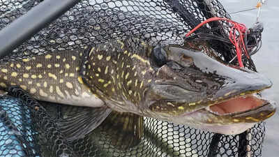 Meet the Northern Pike fish: The freshwater predator that lays 500,000 eggs in a single spawn and grows over a meter |