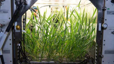 Scientists say human waste could help grow food on the Moon and Mars |