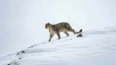 High-altitude unit spawned by Pahalgam attack, trained by AP’s Greyhounds | India News