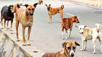 4-year-old girl mauled by a pack of stray dogs in Maharashtra town, sustains 100 wounds | Chhatrapati Sambhajinagar News