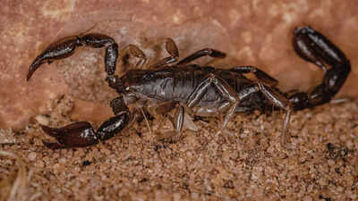World’s largest scorpion from India looks terrifying at 9 inches long but is shockingly harmless |