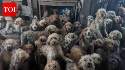 250 dogs rescued from single overcrowded home as breeding crisis worsens across England and Wales