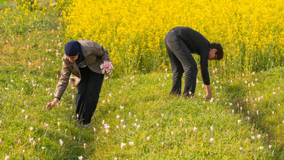 Porcupines push saffron to brink in Kashmir | India News