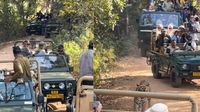 Traffic jam in the jungle: Viral video shows tiger surrounded by vehicles at Ranthambore National Park | Jaipur News