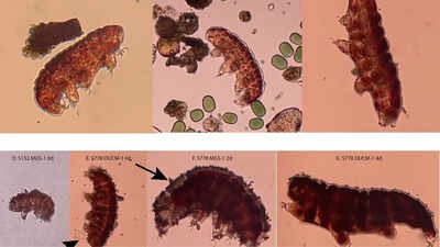 Can life survive on Mars? Scientists use ‘water bears’ to test red planet habitability |