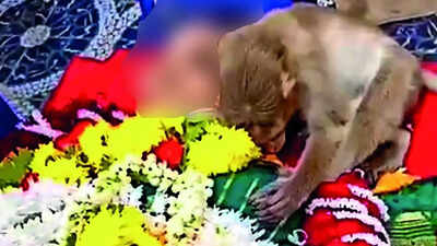 Monkey Keeps Vigil By Bengaluru Woman Body: Monkey keeps vigil through night by Bengaluru woman’s body in poignant ‘farewell’, refuses to leave | Bengaluru News