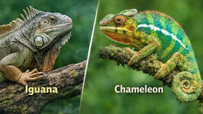 Iguana vs. Chameleon: Key differences in size, habitat, behaviour and why they are unique reptiles |
