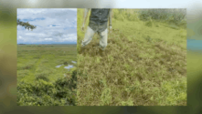 Floating National Park: A land that floats, a deer that ‘dances’: Inside world’s only floating national park, Keibul Lamjao in Manipur | Imphal News